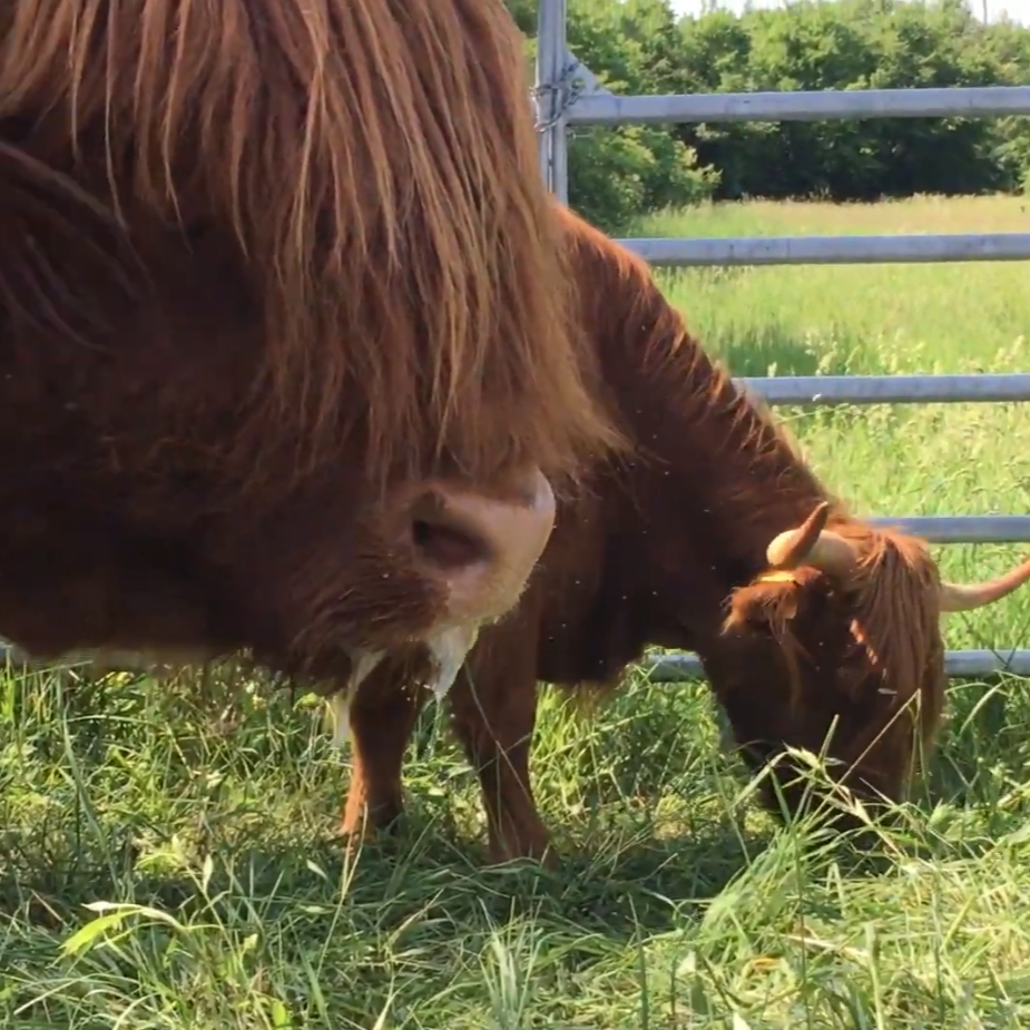 Strasbourg : un troupeau de vaches Highland remplace tondeuses et...